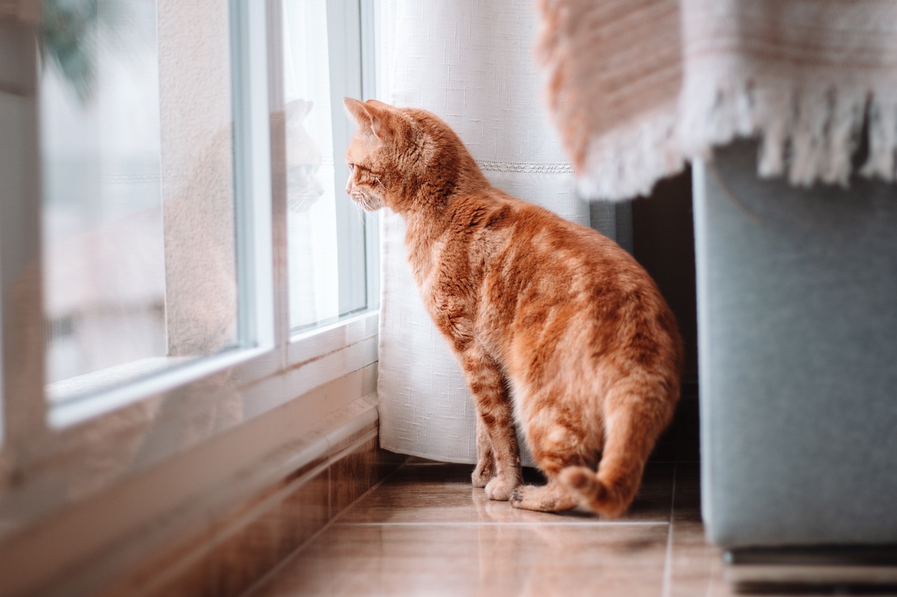 How to Make Your Home Pet Friendly: A Comprehensive Guide