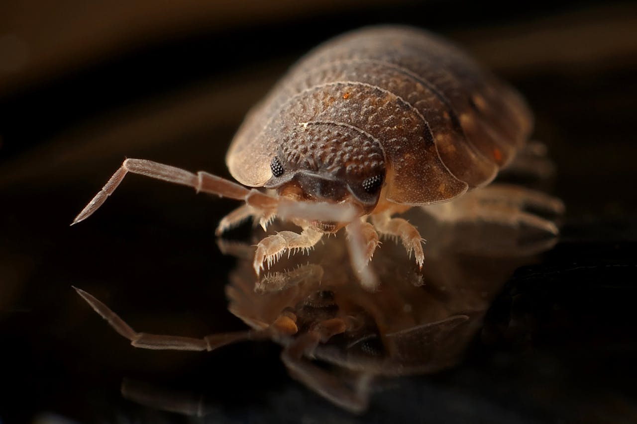 Heat Treatment for Bed Bugs: How It Works & Costs
